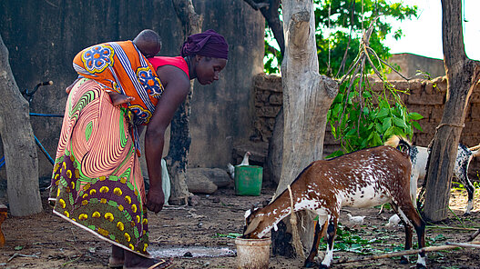 Ziegen für eine Ziegenzucht in Malawi