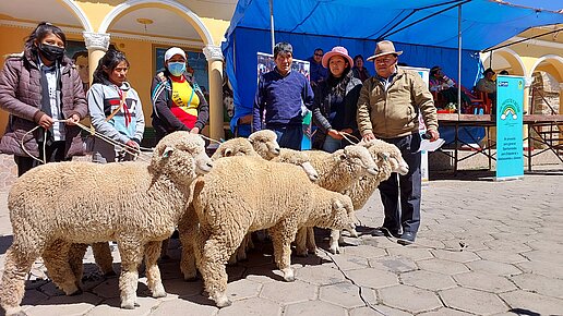 Mehrere Schafe auf dem Markplatz mit 2