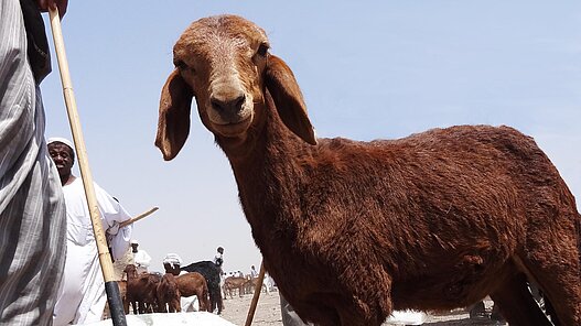 Aus Schafsmilch werden Milchprodukte gewonnen, die für eine ausgewogene Ernährung von Kindern sorgen. Dieses Bild stammt aus einem ähnlichen Projekt im Sudan.