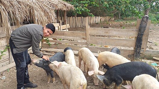Schweine für eine Schweinezucht in Bolivien