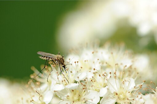 Malaria wird von Mücken übertragen Eine Stechmücke sitzt auf einer Blüte