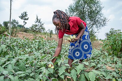 Eine junge Frau steht auf einem Feld und pflückt reife Auberginen. Sie trägt ein rotes Shirt und einen blauen Rock mit kreisförmigem Muster. Im Hintergrund sind Bäume und eine leicht bewölkte Landschaft zu sehen.