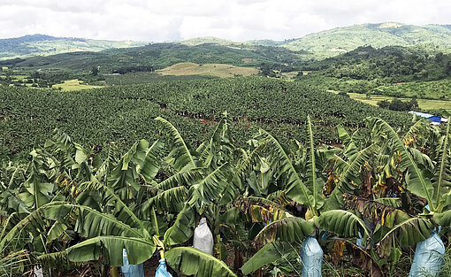 Die Arbeiter:innen auf den Bananen-Plantagen haben durch die Komitees ein gestärktes Bewusstsein für ihre Rechte. Das Bild zeigt ein riesiges Feld voller Bananenpflanzen.