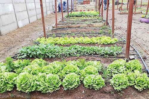 Mehrere Reihen von grünen Gemüsepflanzen wachsen in Beeten mit Bewässerungsschläuchen; Holzpfosten stehen entlang der Beete, im Hintergrund sind zwei Personen zu sehen.