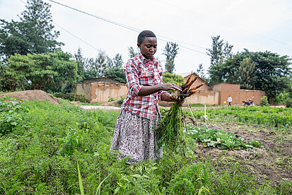 Eine junge Frau erntet auf einem Feld Karotten