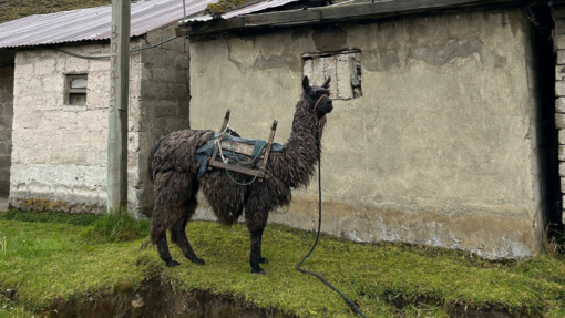 Lama Ein gesatteltes Lama steht vor einem Haus.