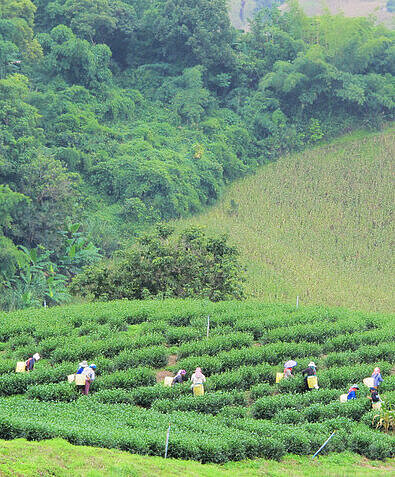 Teeplantage in der Provinz Chaing Rai im Norden Thailands Arbeiter:innen auf Teeplantage in Thailand