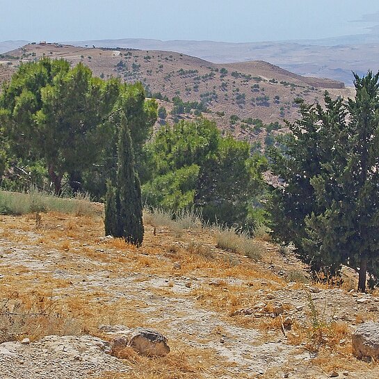 Eine Landschaft aus trockenem Boden und Bäumen