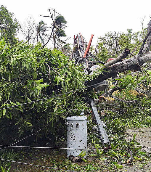Ganze Bäume wurden durch die Gewalt des Taifuns entwurzelt und versperren nun wichtige Versorgungsrouten Entwurzelter Baum auf Straße