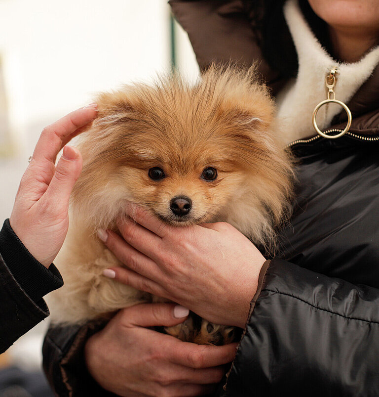 Ein kleiner Hund auf dem Arm einer Frau