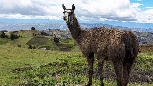 Ein Lama schaut in die Kamera. Es steht vor einer hügeligen grünen Landschaft.