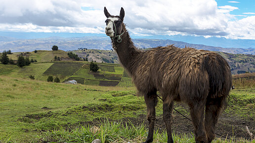Ein Lama schaut in die Kamera. Es steht vor einer hügeligen grünen Landschaft.