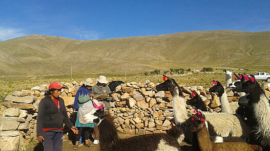 Veterinärkits für Bolivien