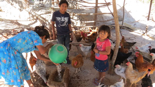 Hühner für Familien in El Salvador