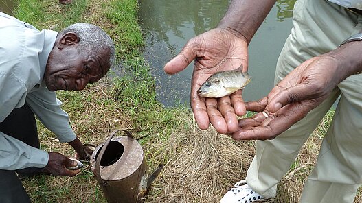 Fisch liefert wichtige Nährstoffe und trägt damit sehr zur Nahrungssicherung in den Gemeinden bei.