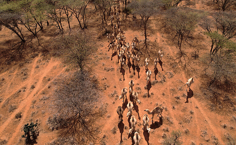 Kamele laufen über eine rote Steppe mit wenig Bäumen.