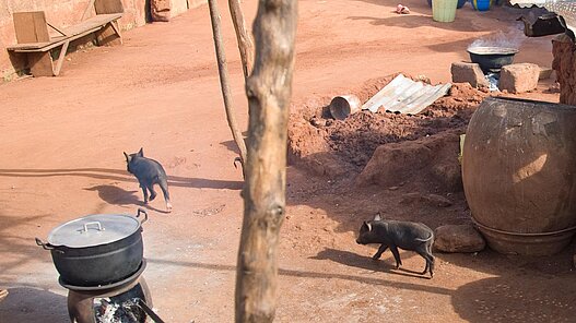 Zwei Ferkel innerhalb des Plan Projektes in Benin.