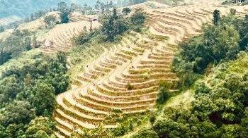Thao Thi Phuong, Vietnam Thao Thi Phuong
